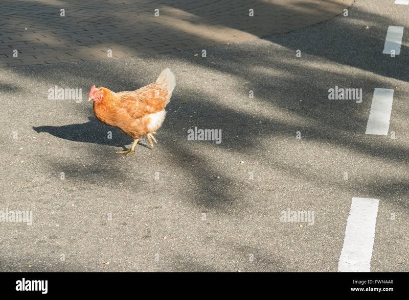 Chicken road gioco - Scopri l'Origine Ufficiale del Gioco di Azzardo del Chicken Road in Italia